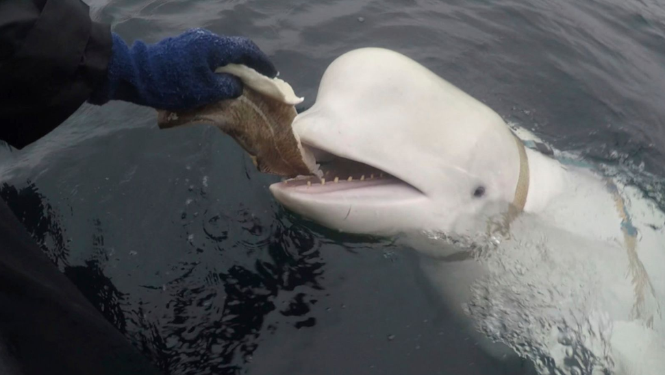 Paus 'Mata-Mata Rusia' Ini Ditemukan Mati di Norwegia